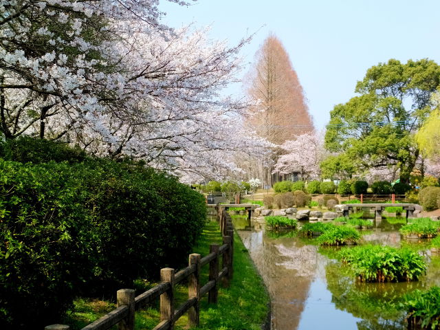 桜の花が咲いた公園