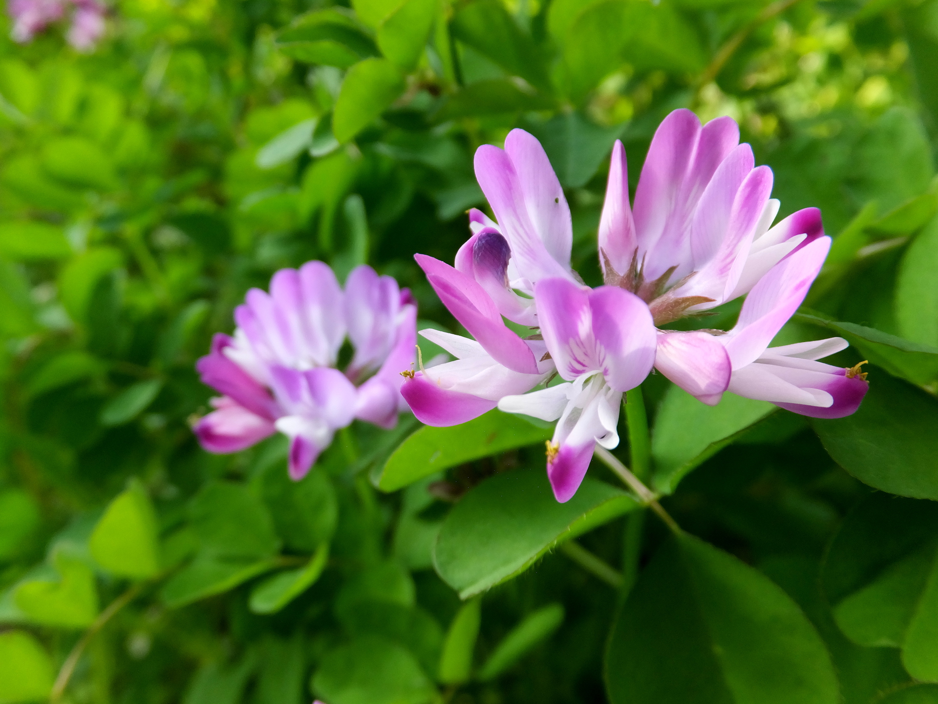 花 植物 春のかわいい 壁紙19x1440 壁紙館