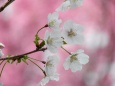ひっそりと咲く真鶴桜