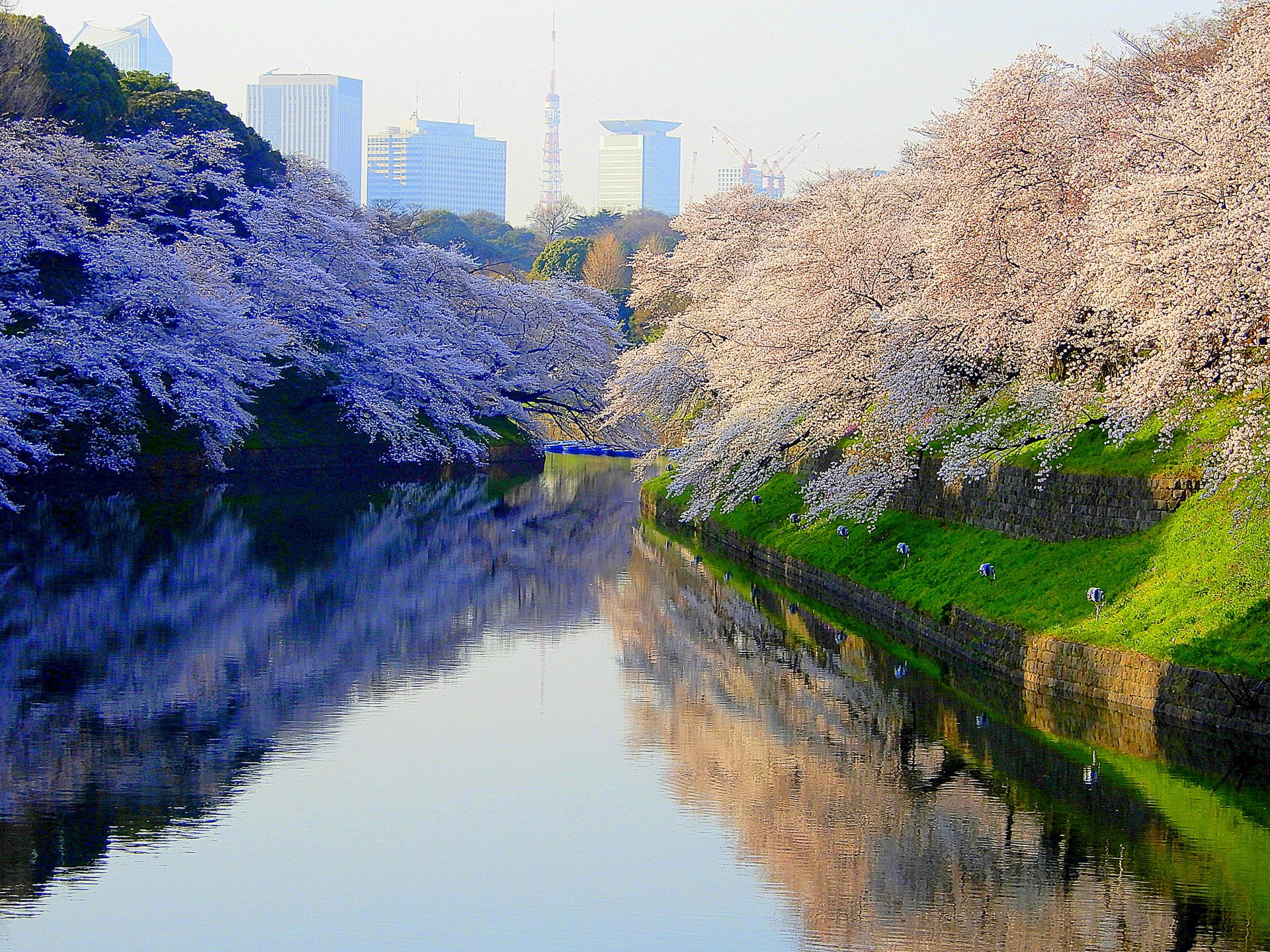 日本の風景 千鳥ヶ淵の桜 壁紙19x1440 壁紙館