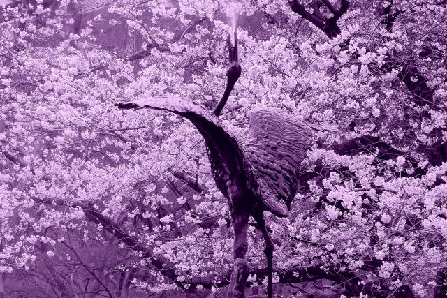 桜と鶴