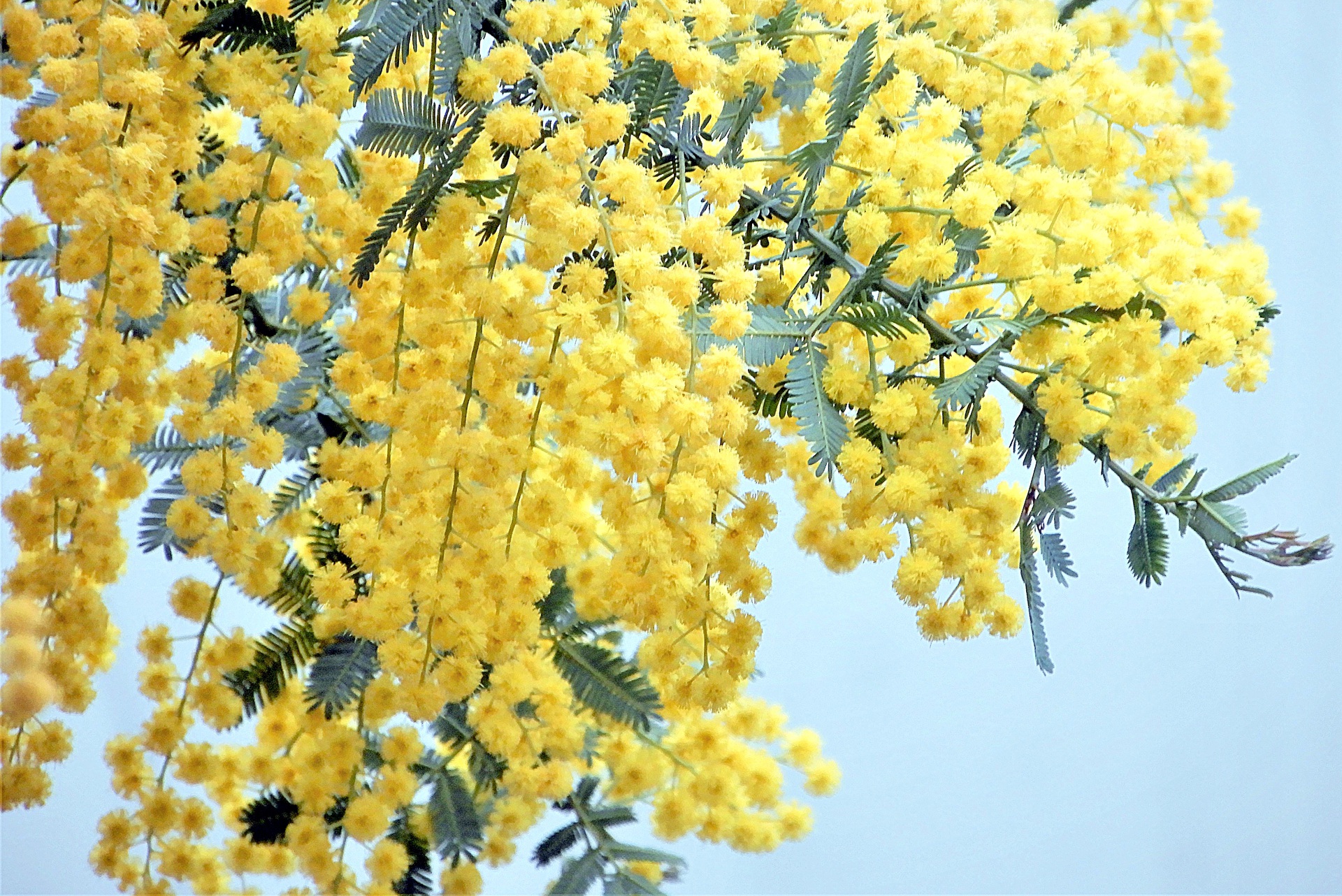 花 植物 ミモザ 壁紙1920x1282 壁紙館