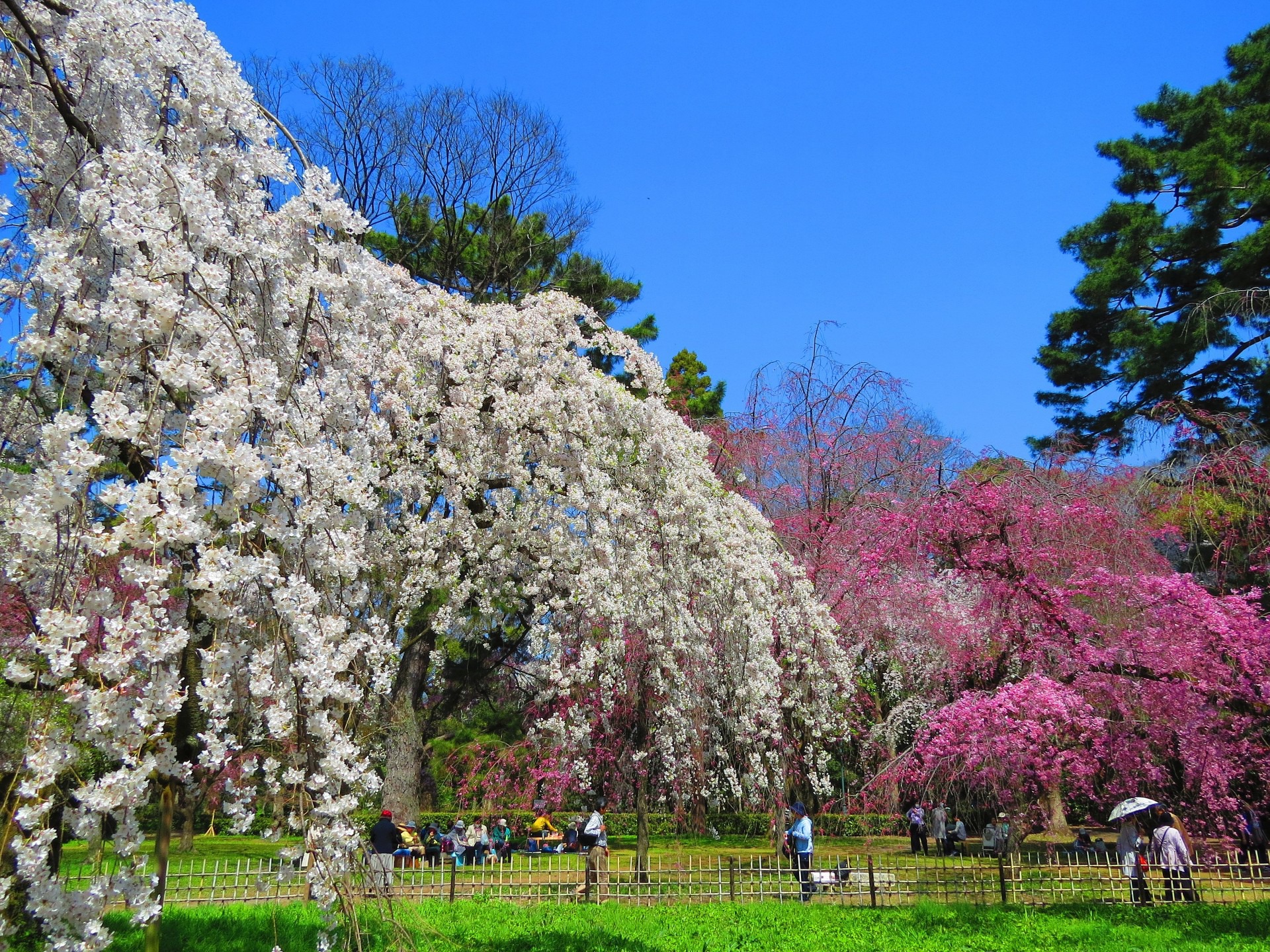 日本の風景 京都の桜満開 京都御苑の桜 壁紙19x1440 壁紙館