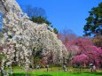 京都の桜満開・京都御苑の桜