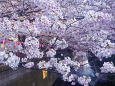 目黒川を彩る桜
