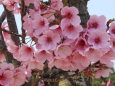 大きい桜の花