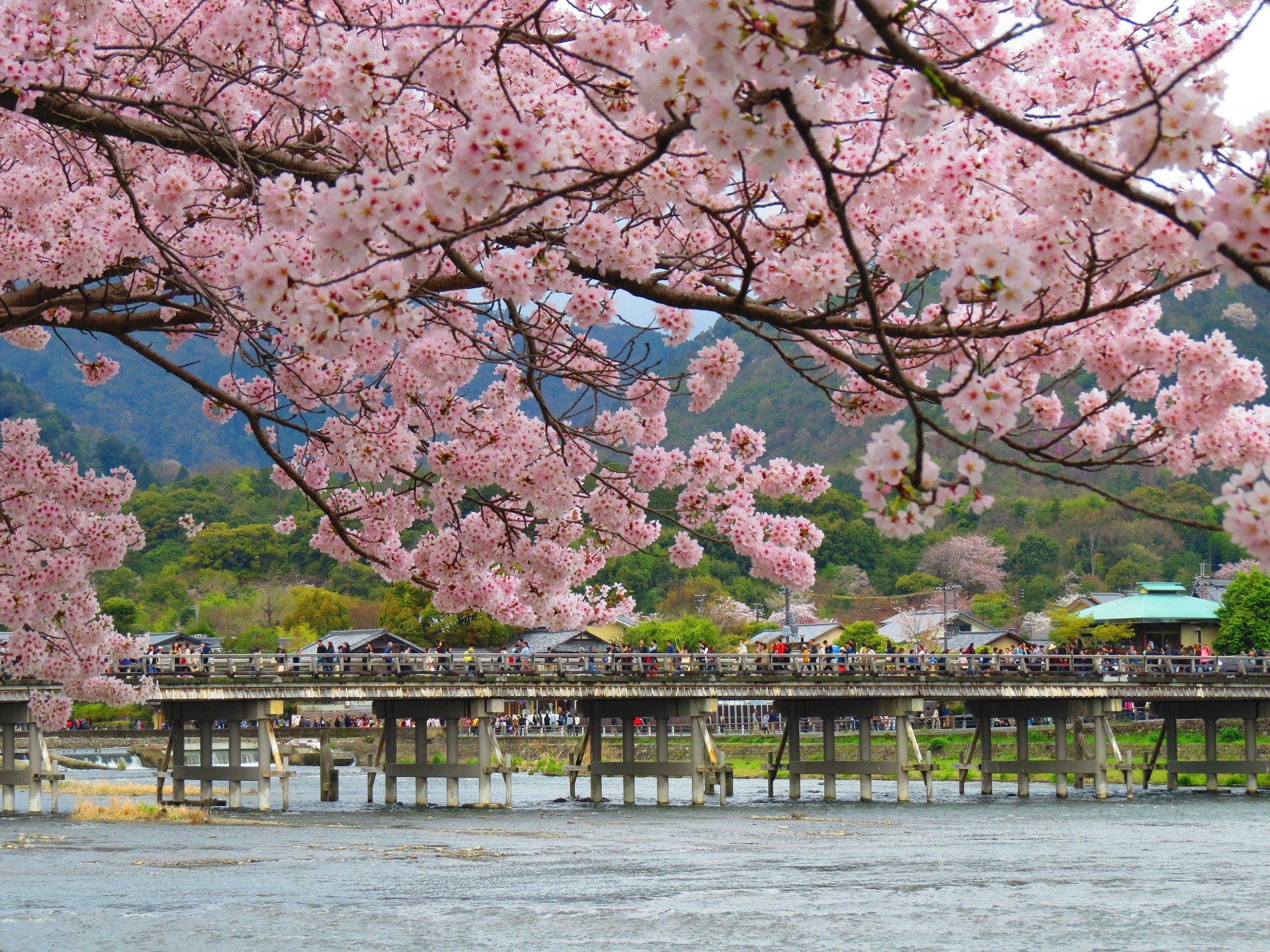 日本の風景 桜咲く嵐山渡月橋 壁紙19x1440 壁紙館