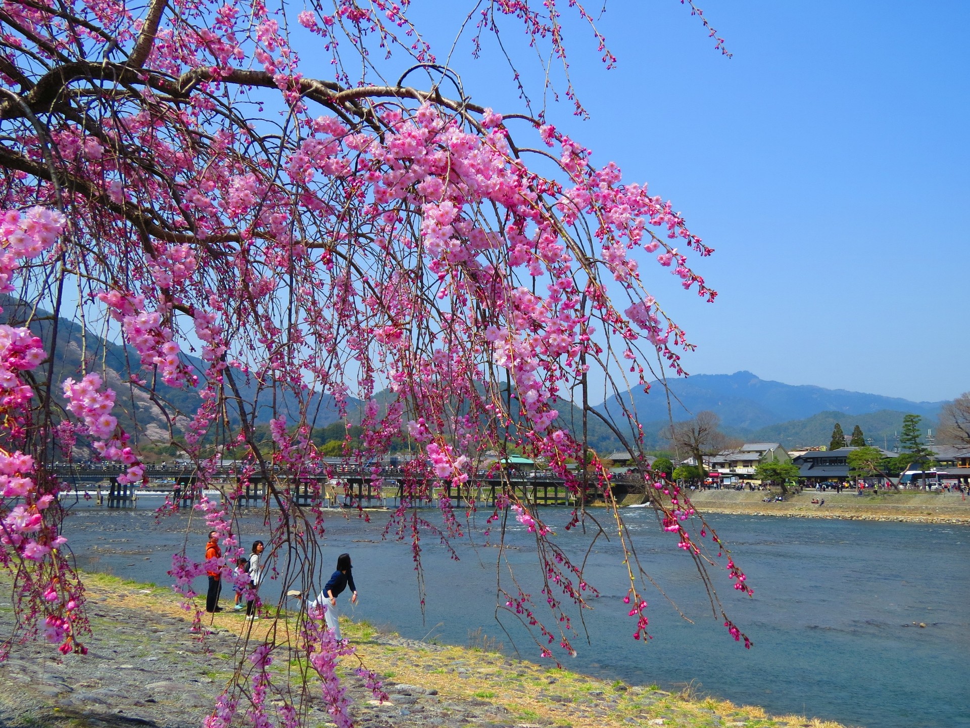 日本の風景 紅しだれ桜と嵐山渡月橋 壁紙19x1440 壁紙館
