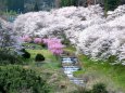 渓流公園の桜