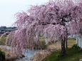 満開の枝垂れ桜