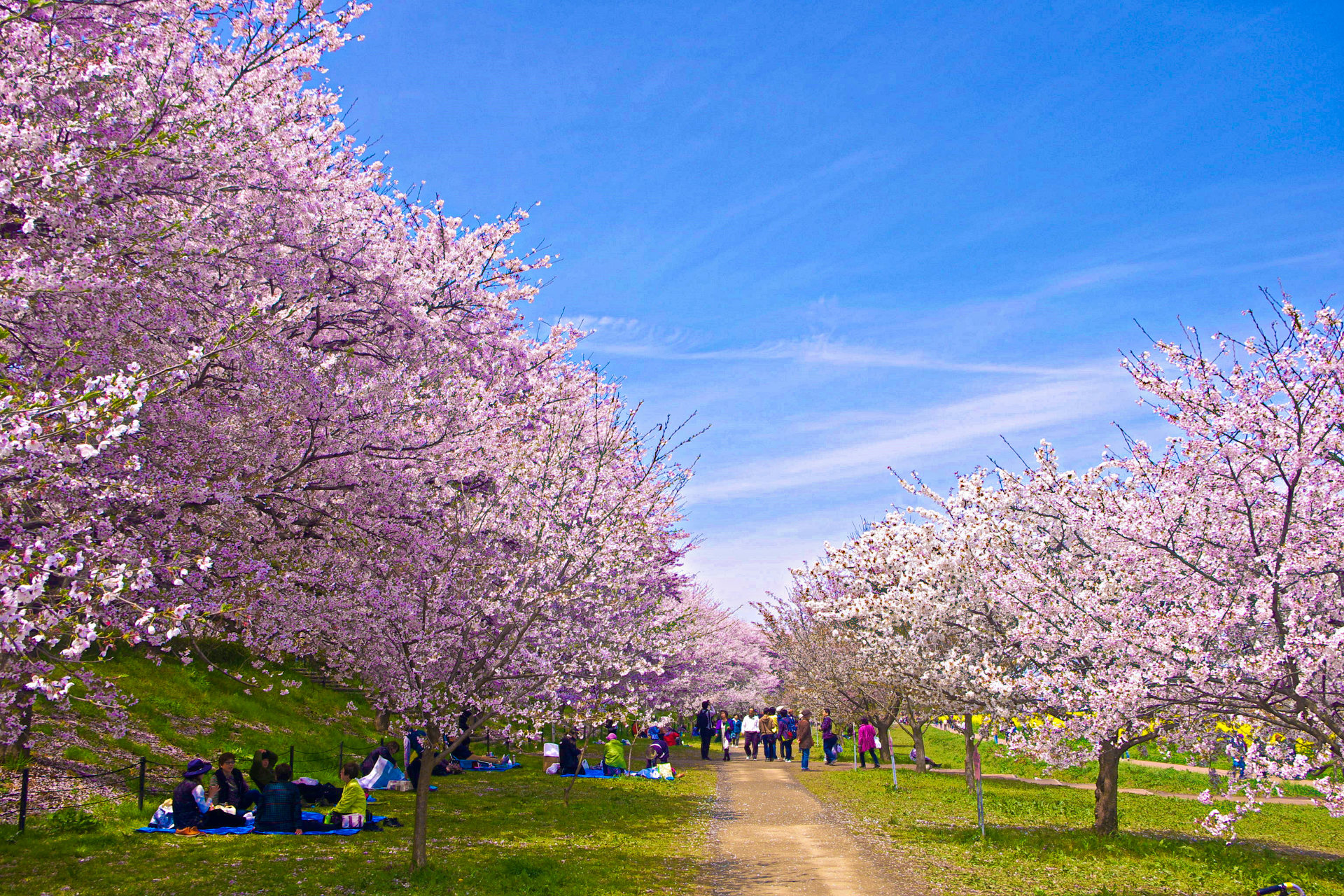 日本の風景 桜並木 壁紙19x1280 壁紙館