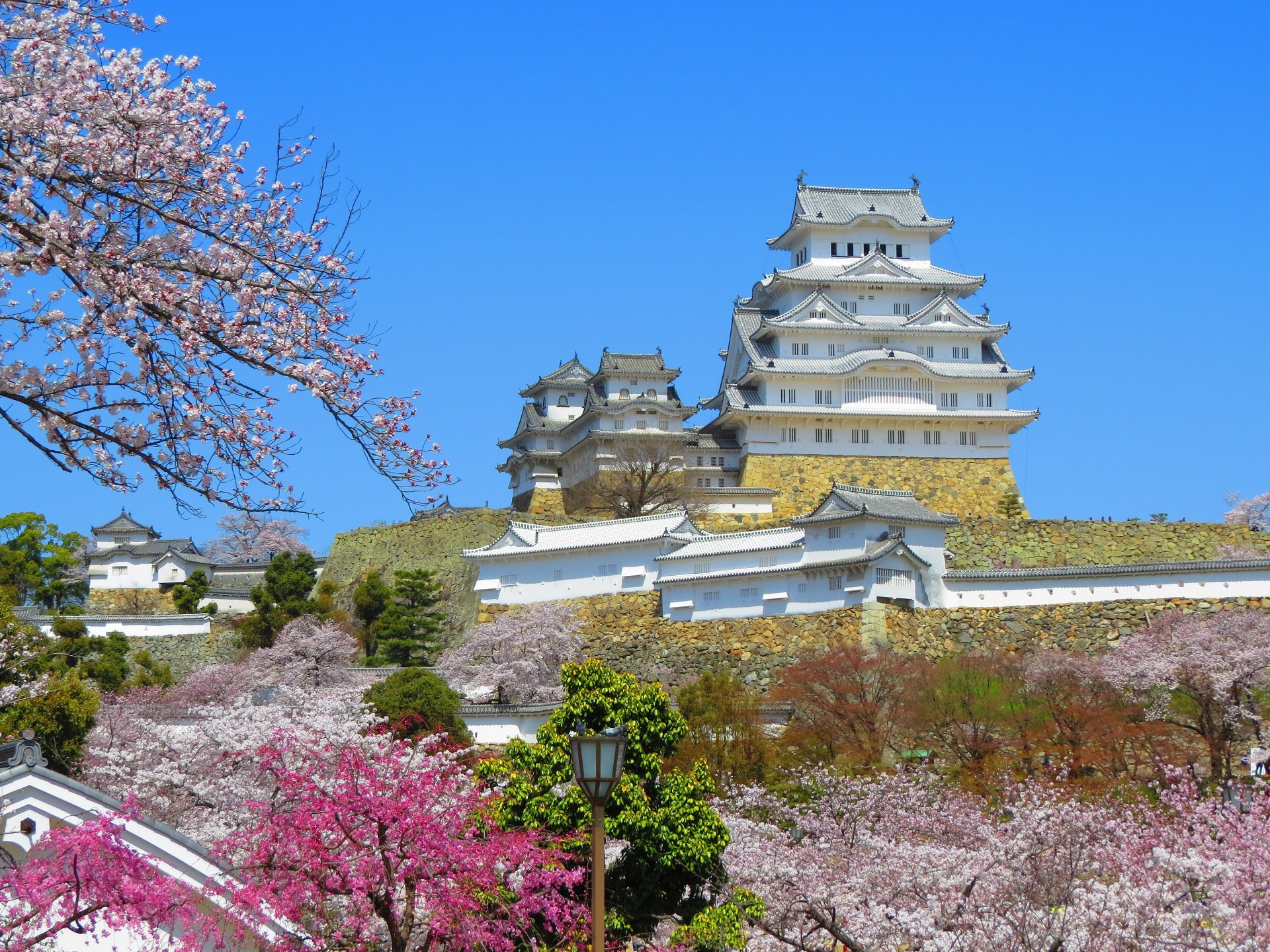 日本の風景 桜咲く春爛漫の姫路城 壁紙19x1440 壁紙館