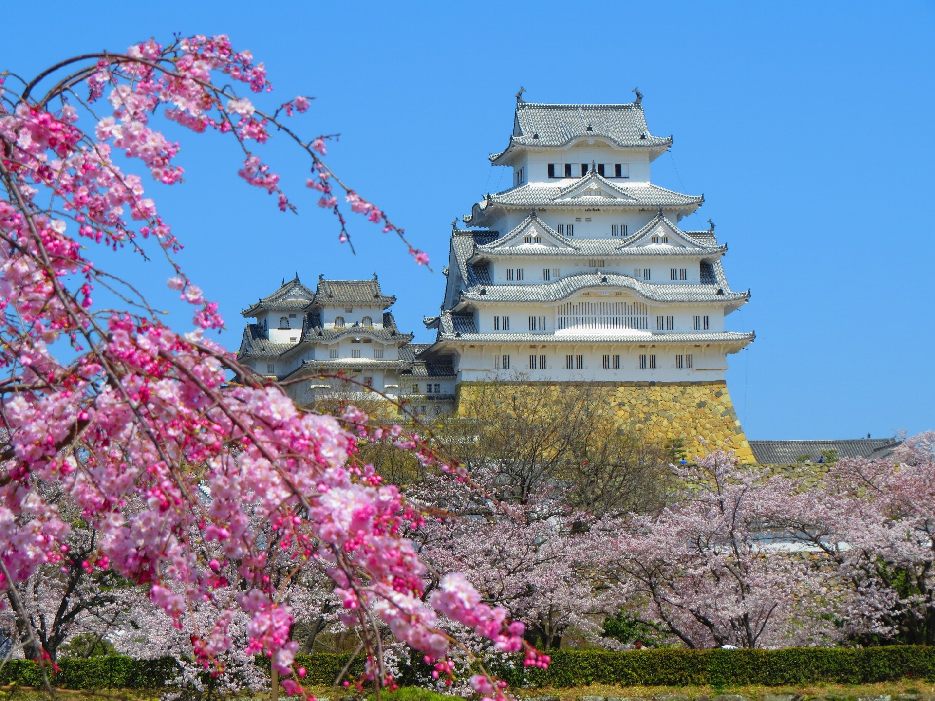 日本の風景 紅しだれ桜に姫路城 壁紙1920x1440 壁紙館