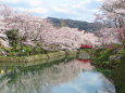 桜の季節4