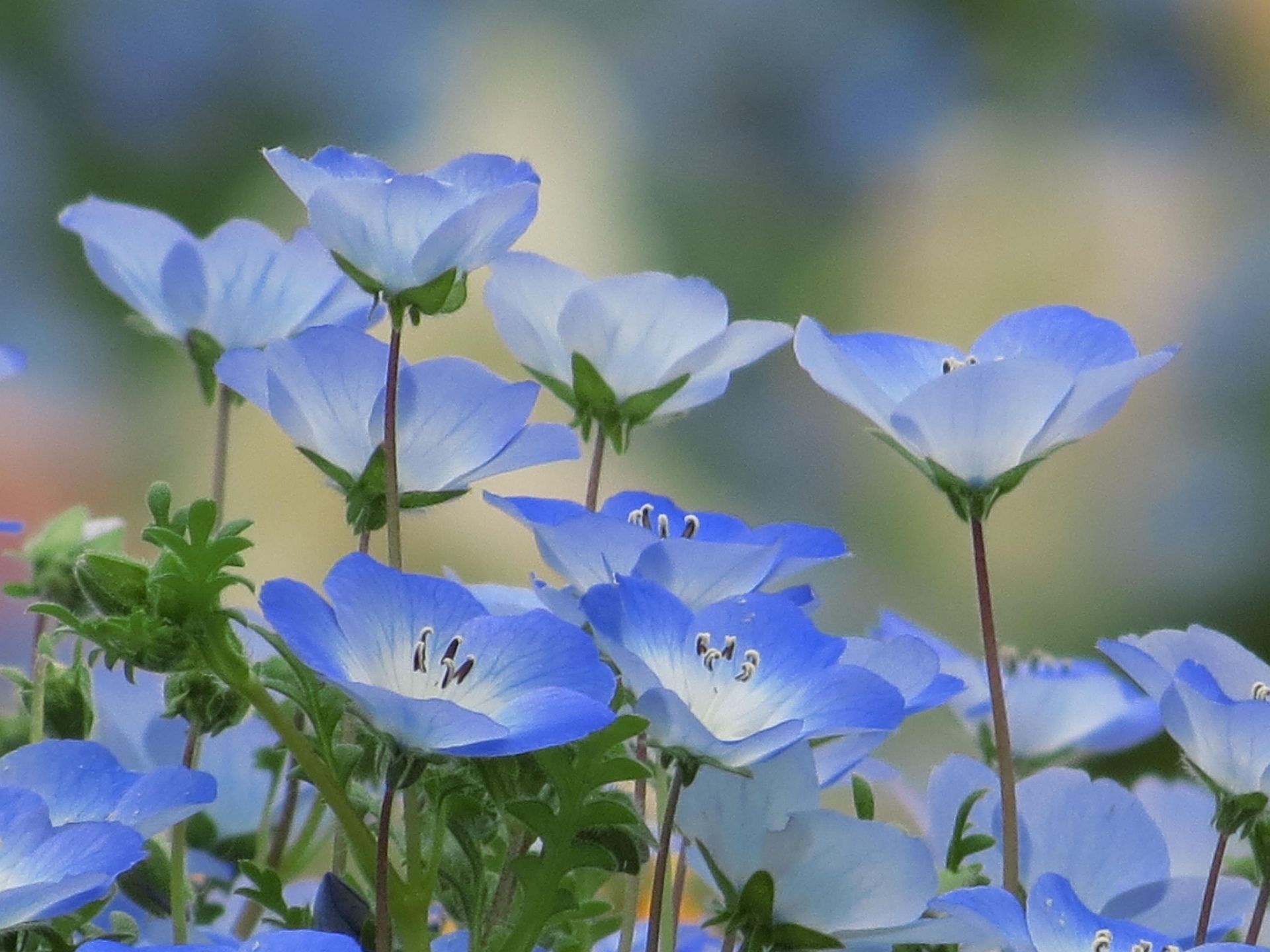 花 植物 春の青ネモフィラ 壁紙19x1440 壁紙館