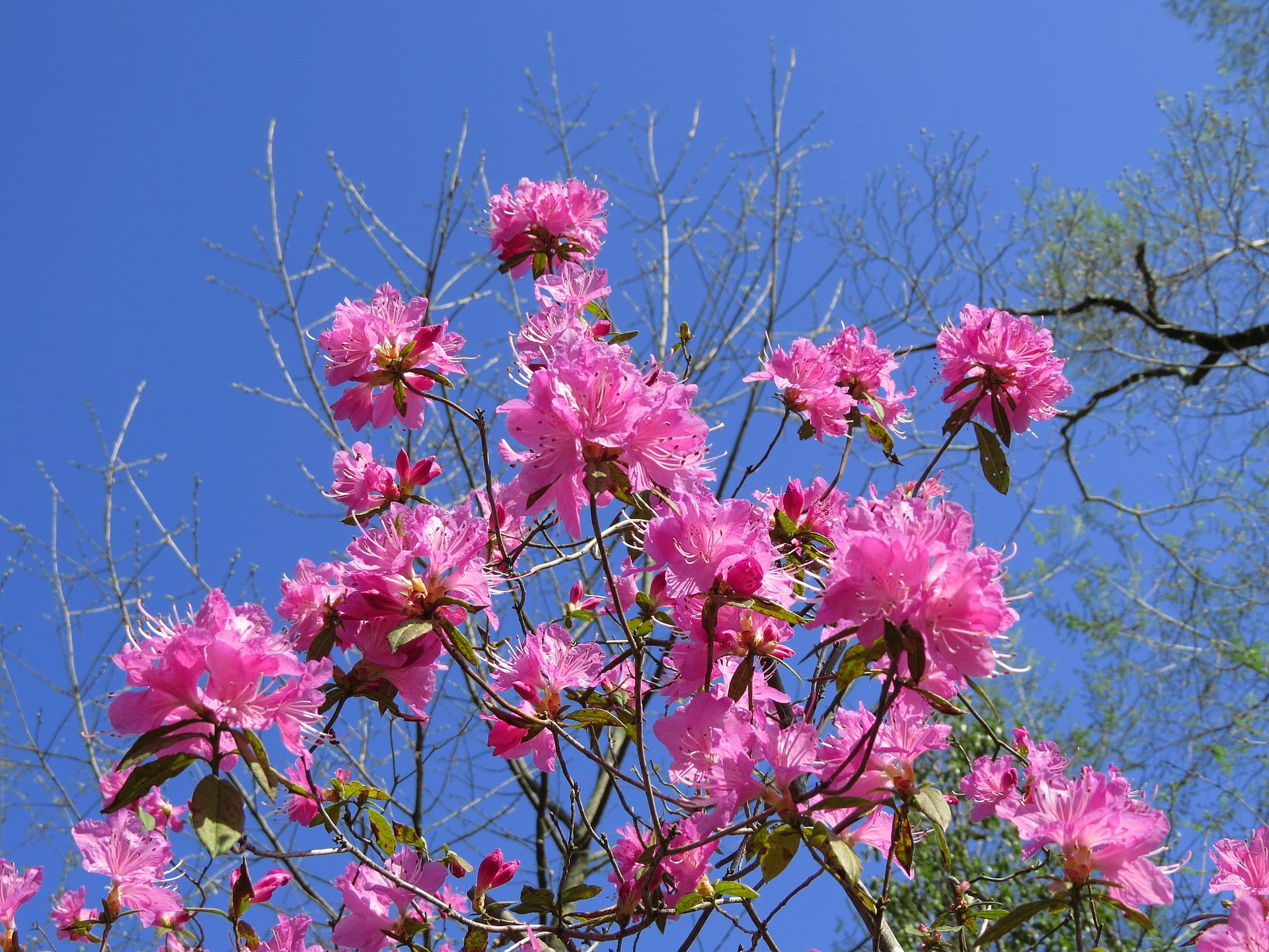 花 植物 吉野ツツジ 壁紙19x1440 壁紙館