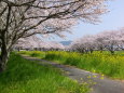 草場川の桜並木