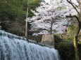 山の神社で、桜と滝と