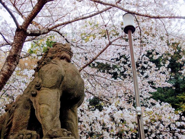満開の桜を見上げる狛犬
