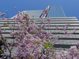 赤坂インターシティAIRの桜