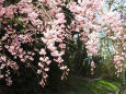 桜の季節5