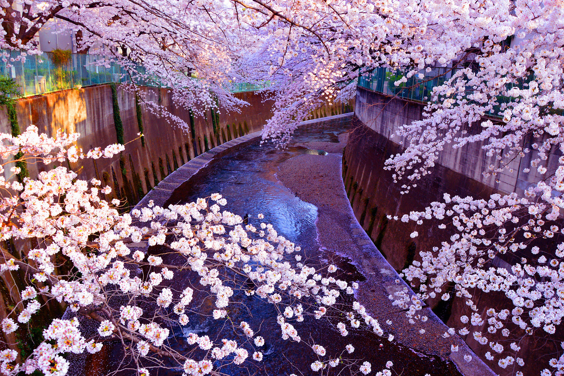 日本の風景 石神井川の桜 18 2 壁紙19x1280 壁紙館