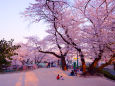 桜咲く公園で・2