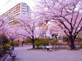 桜咲く公園で・3
