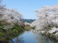 桜の季節7