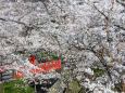 桜の季節6