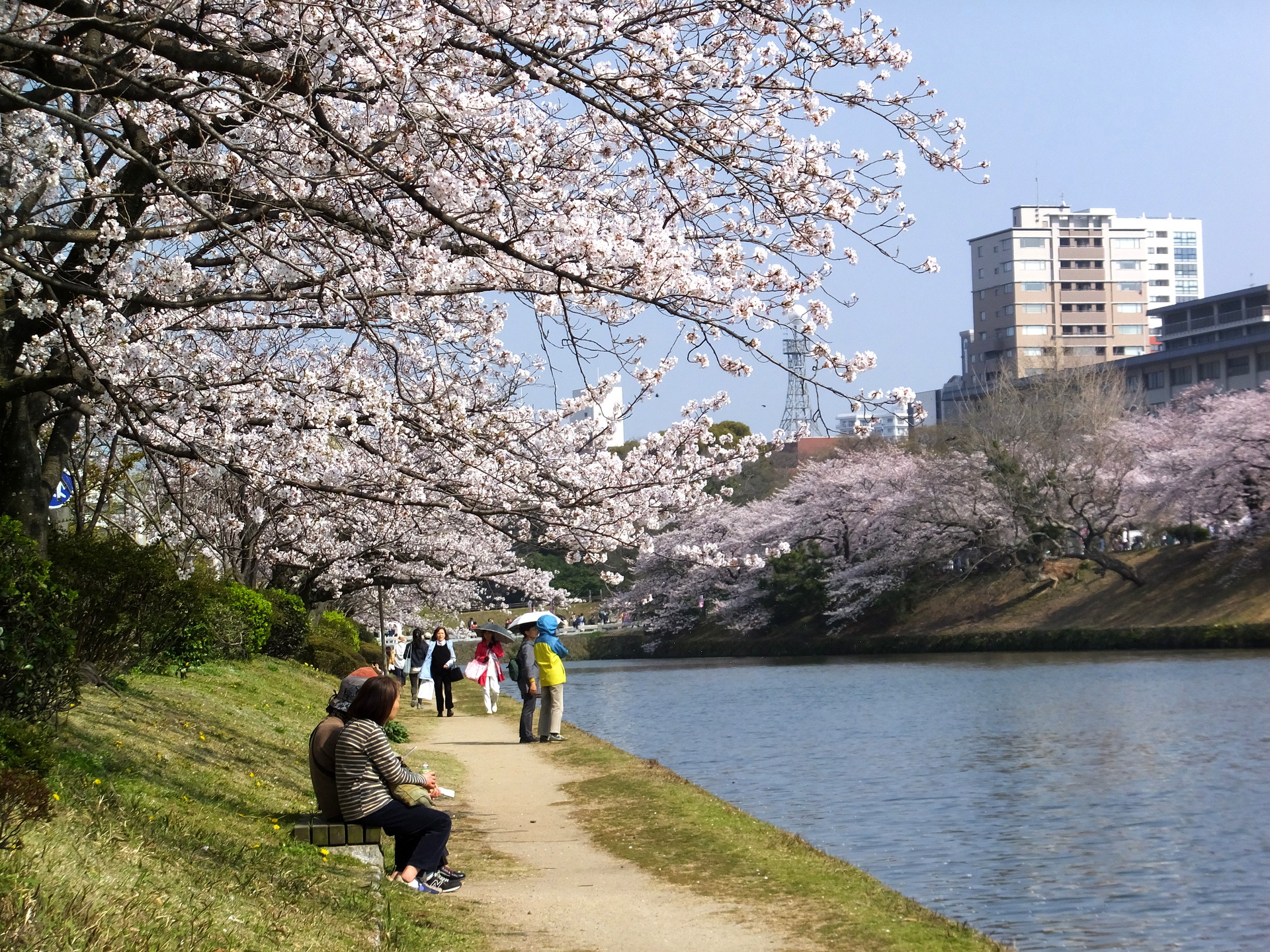 日本の風景 福岡城址お堀の桜 壁紙19x1440 壁紙館