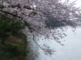 さわやかなお堀の桜