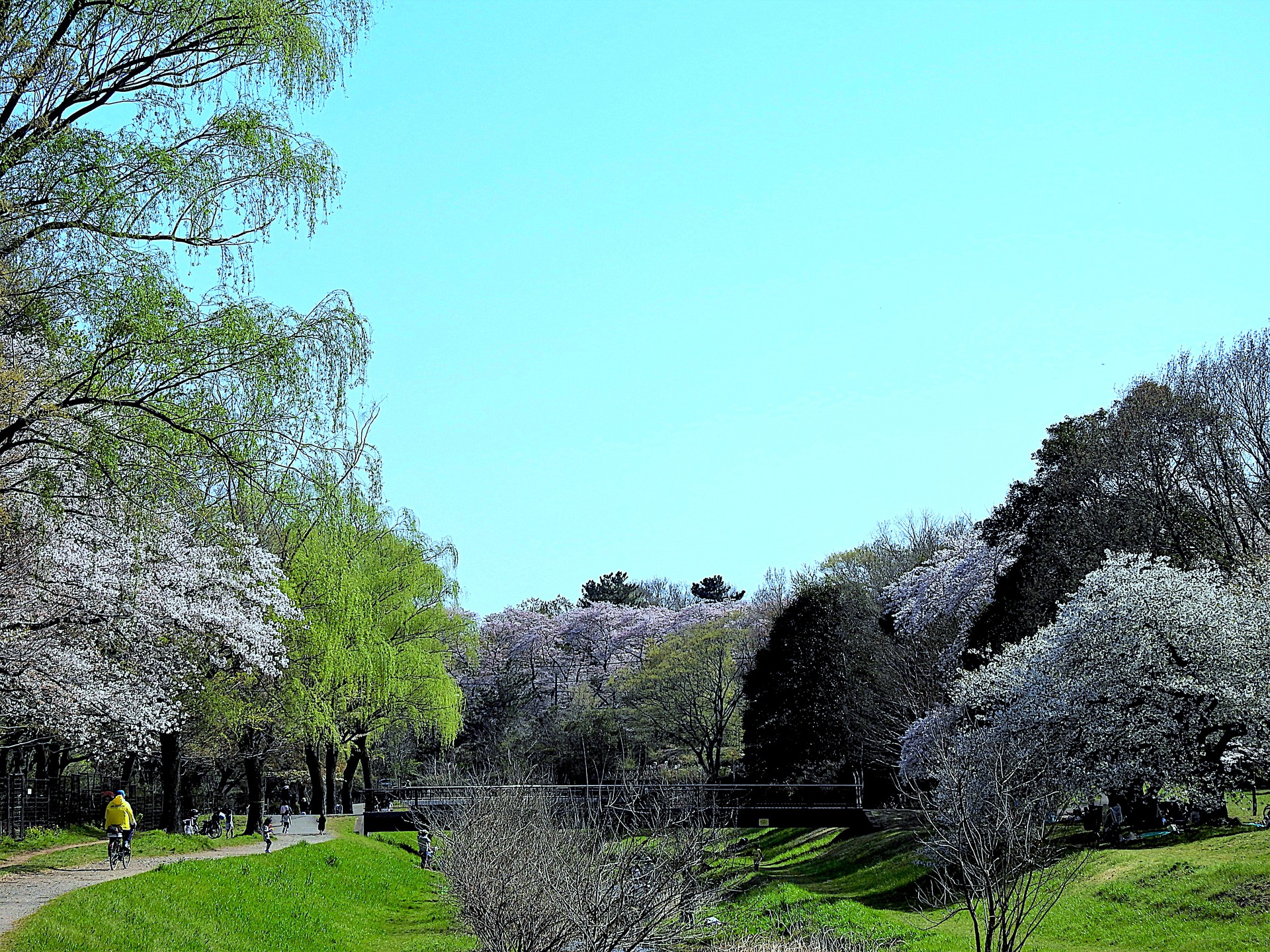 日本の風景 野川公園の春景色 壁紙19x1440 壁紙館