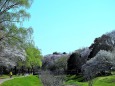 野川公園の春景色