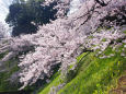 牛ヶ淵を彩る桜