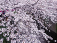 川面を彩る桜