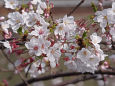 外堀 名残の桜