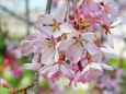 桜の季節8
