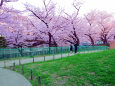 桜の季節に・2