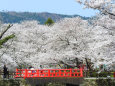 桜の季節9