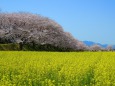 奈良藤原京跡の桜