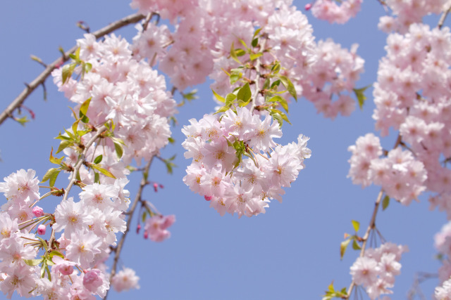 散歩道の花 1804-2-2