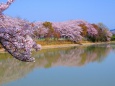藤原京跡醍醐池の桜
