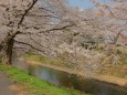 桜咲く吉野瀬川