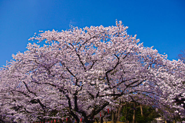 上野公園の桜