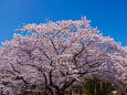 上野公園の桜