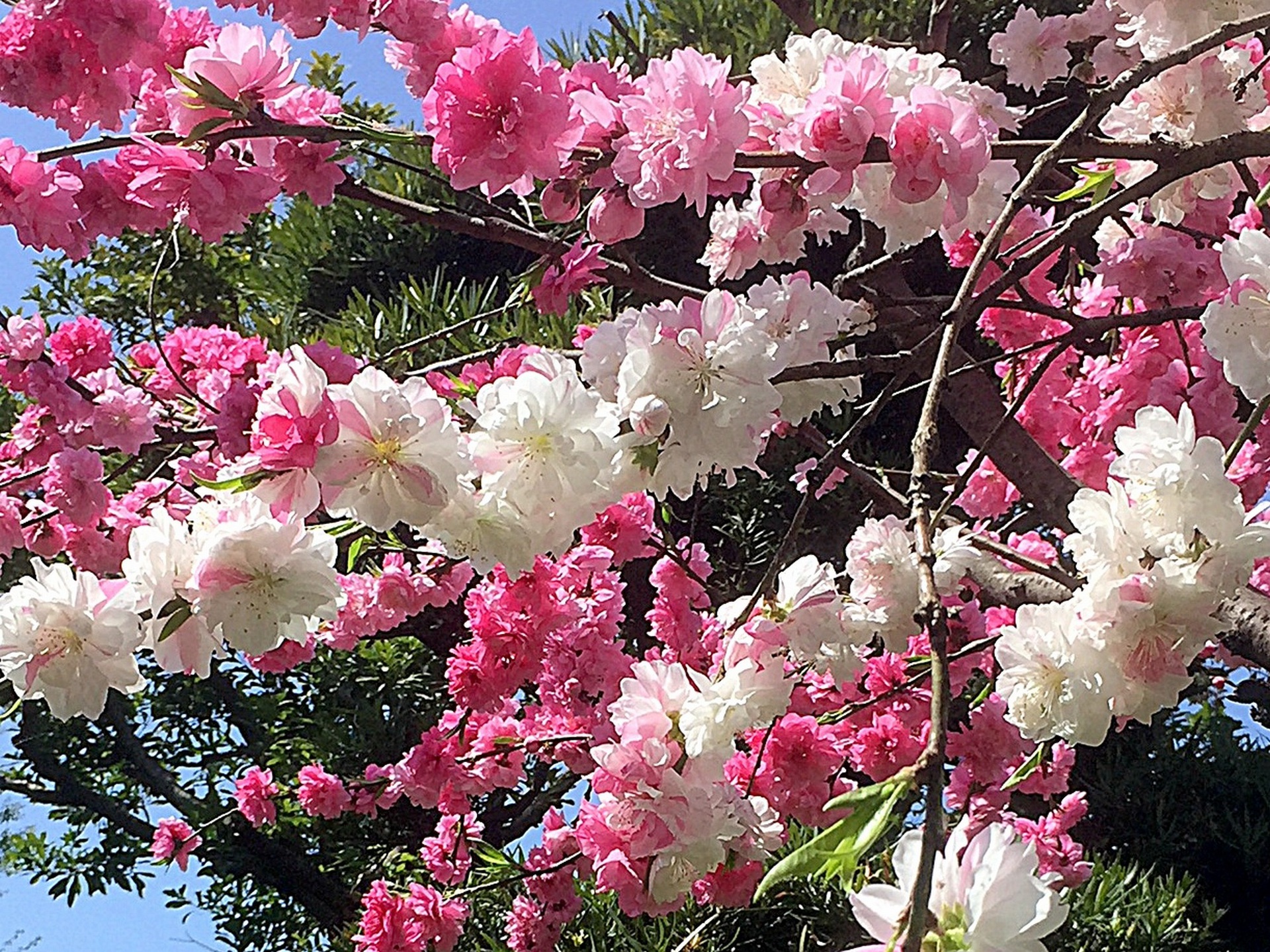 花 植物 源平咲きの花桃 壁紙19x1439 壁紙館