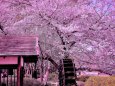 水車小屋と満開の桜