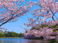 三渓園 大池と桜