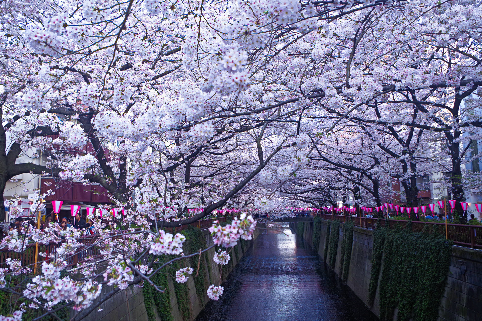 日本の風景 目黒川 春景色 壁紙19x1280 壁紙館